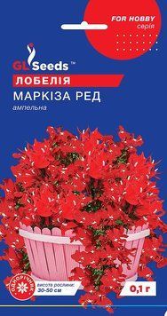Лобелія Маркіза ред 56 фото