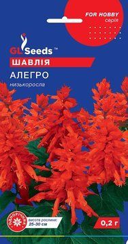 Шавлія Алегро 109 фото