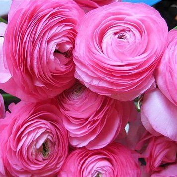 Ранункулюс (лютик) Aviv Rose 686 фото