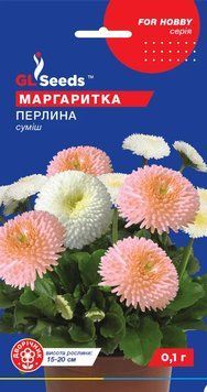 Маргаритка Перлина 65 фото