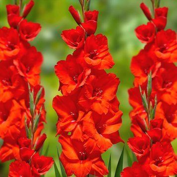 Гладиолус Large Flowered red 689 фото