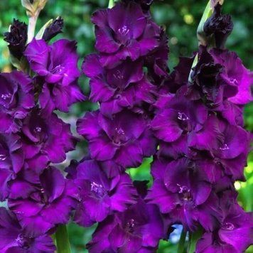 Гладіолус Large Flowered фиолетовый 691 фото