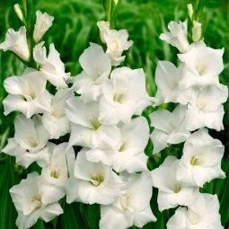 Гладиолус Large Flowered белый 692 фото