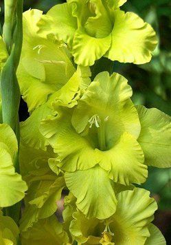 Гладиолус Large Flowered жёлтый 693 фото