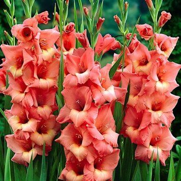 Гладиолус Large Flowered розовій 694 фото