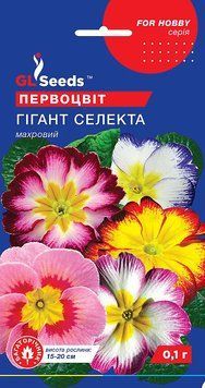 Примула (первоцвіт) Гігант Селекта 83 фото